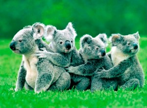 koalo